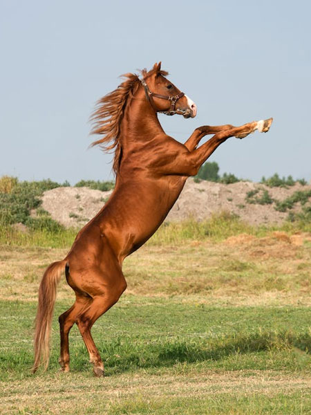 Diagnostic-Services-for-Equines-s2-img