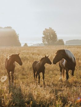 Diagnostic-Services-for-Equines-s3-img