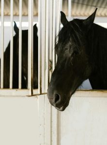 Diagnostic-Services-for-Equines-s4-img