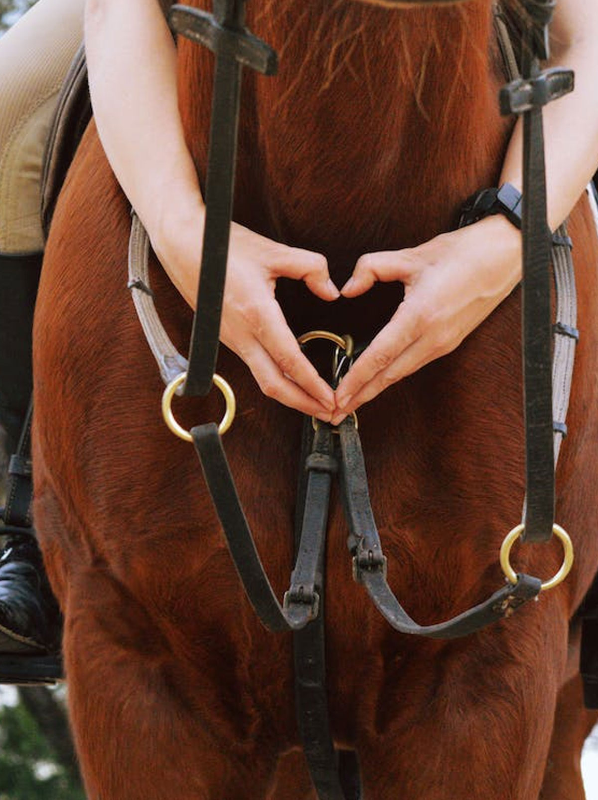 Diagnostic-Services-for-Equines-s5-img