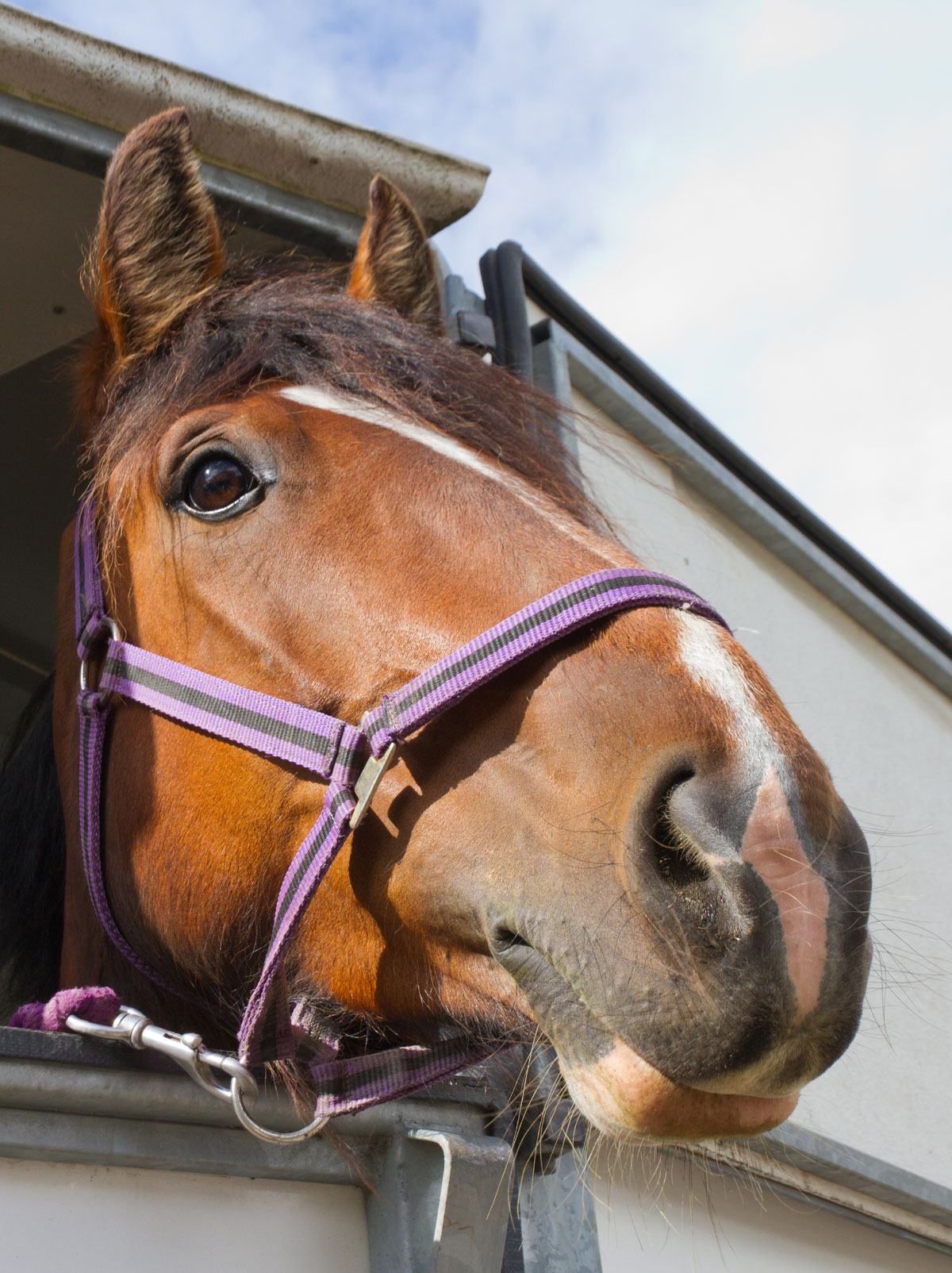 Equine-Health-Certificates-_s2