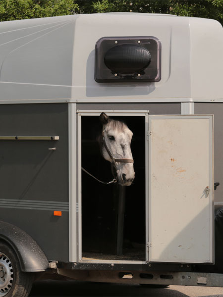 Equine-Health-Certificates-_s3