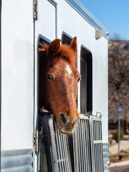Equine-Health-Certificates-_s4