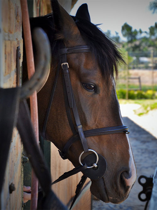 Equine-Medical-Services-s5