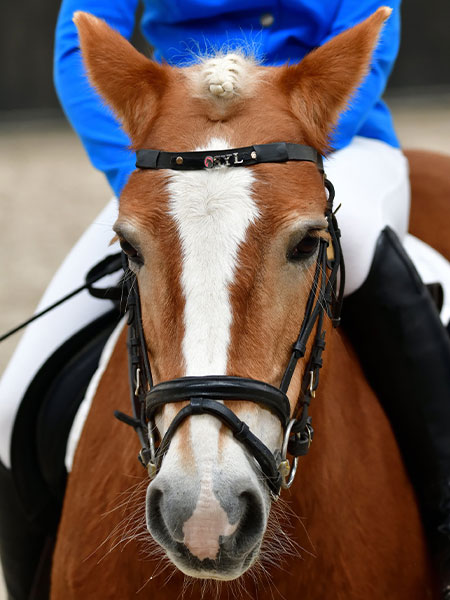 Equine-Sport-Medicine-s2-image