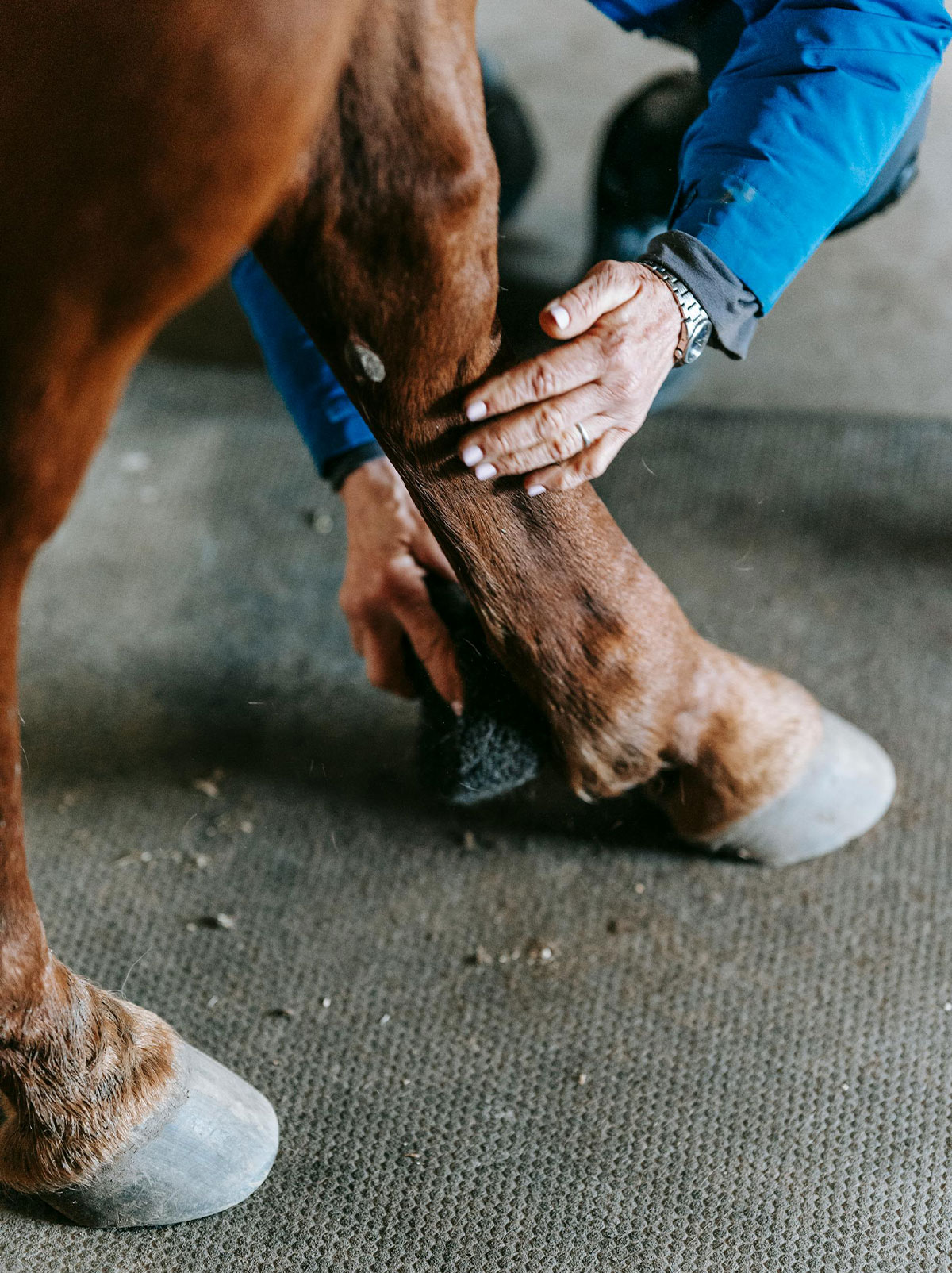 Equine-Sport-Medicine-s3-image