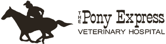 Veterinarian in Xenia | Pony Express Veterinary Hospital